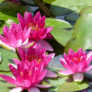Dwarf Water Lily | Nymphaea Xiafei Pond Plants