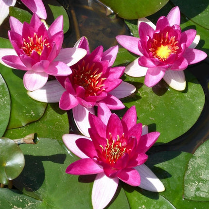 3 Best Water Lily Plants For Any Size Pond | Growers Choice Pond Plants