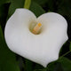Arum Lily 'Crowborough' Pond Plants