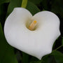 Arum Lily 'Crowborough' Pond Plants