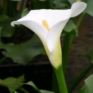 Arum Lily 'Crowborough' Pond Plants