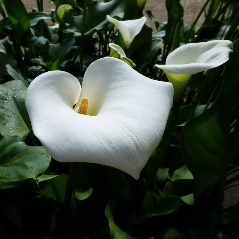 Arum Lily 'Crowborough' Pond Plants