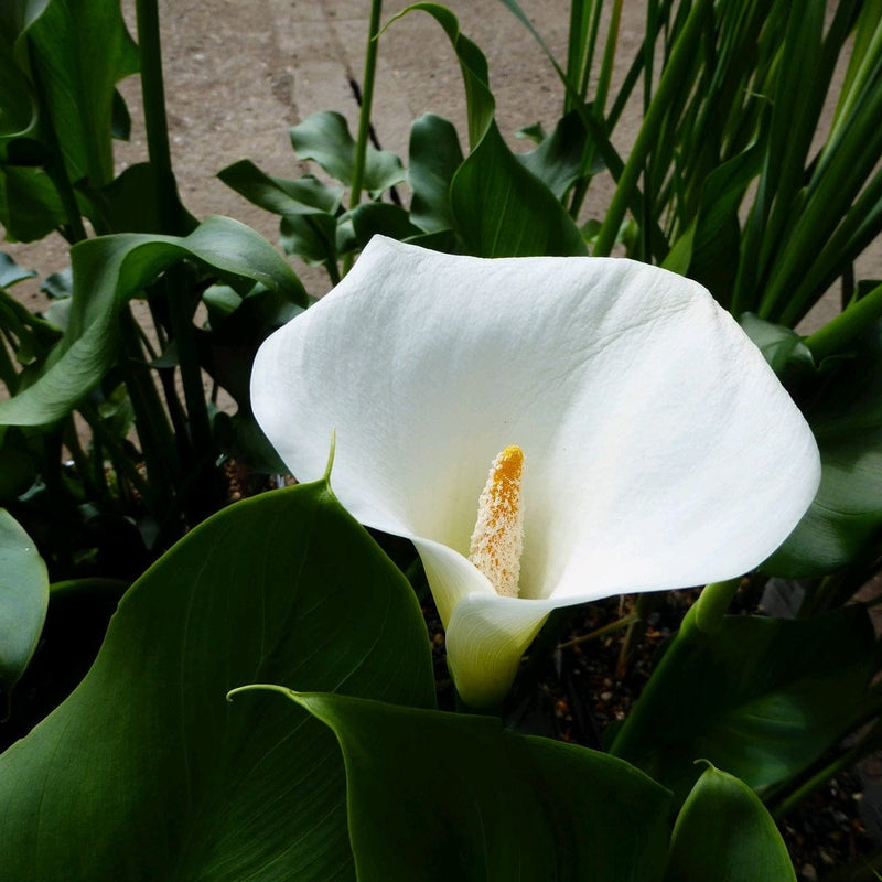 Arum Lily 'Crowborough' Pond Plants