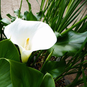 Arum Lily 'Crowborough' Pond Plants