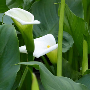 Arum Lily 'Crowborough' Pond Plants