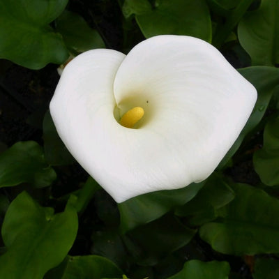 Arum Lily 'Crowborough' Pond Plants