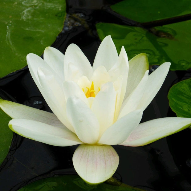 Water Lily | Nymphaea Albatross Pond Plants