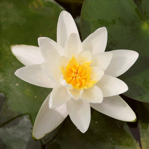 Water Lily | Nymphaea Albatross Pond Plants