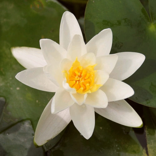 Water Lily | Nymphaea Albatross Pond Plants