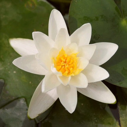Water Lily | Nymphaea Albatross Pond Plants
