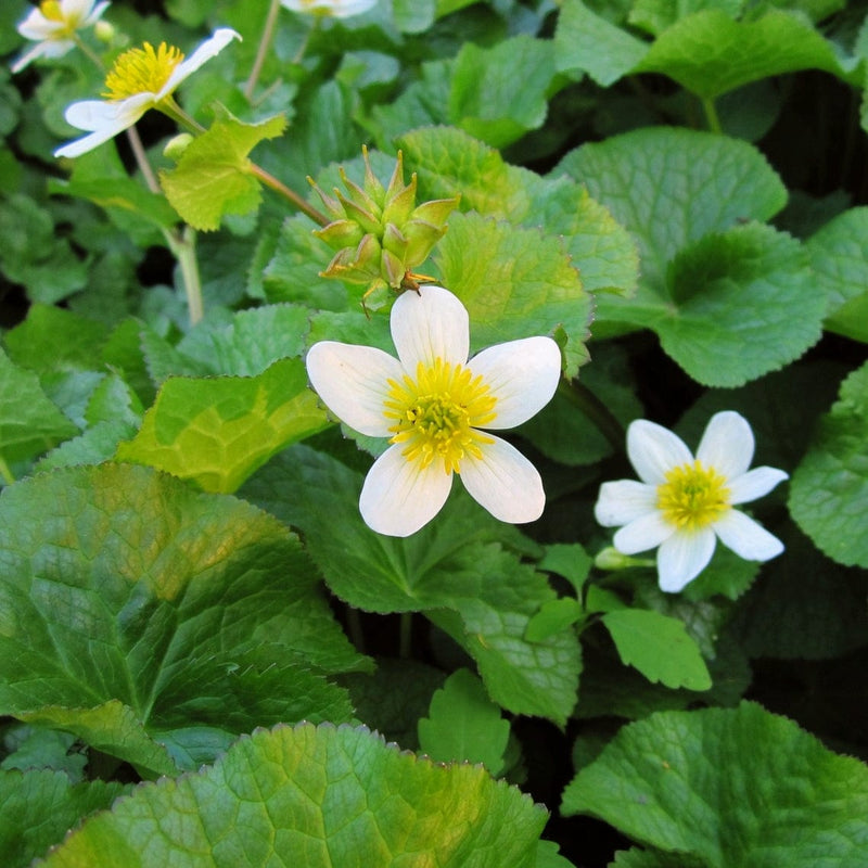 White Marsh Marigold | Caltha palustris alba Pond Plants