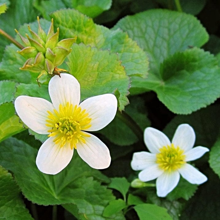 White Marsh Marigold | Caltha palustris alba Pond Plants