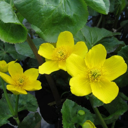 Marsh Marigold | Caltha Palustris Pond Plants