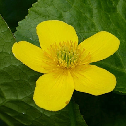 Marsh Marigold | Caltha Palustris Pond Plants