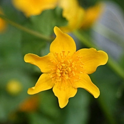 Marsh Marigold | Caltha Palustris Pond Plants