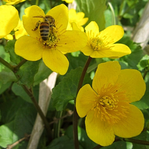 Marsh Marigold | Caltha Palustris Pond Plants