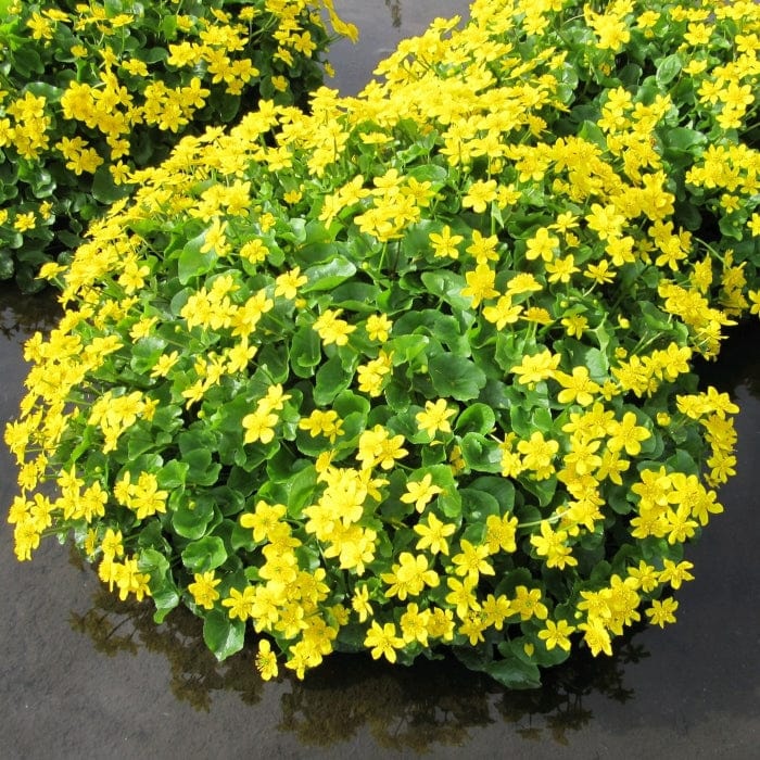 Marsh Marigold | Caltha Palustris Pond Plants