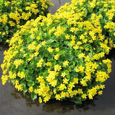 Marsh Marigold | Caltha Palustris Pond Plants