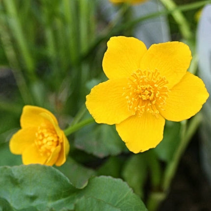 Marsh Marigold | Caltha Palustris Pond Plants