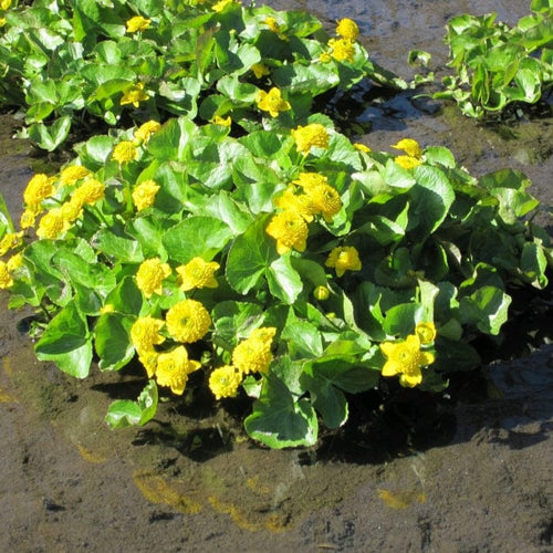 Swamp Marsh Marigold | Caltha palustris 'Plena' Pond Plants