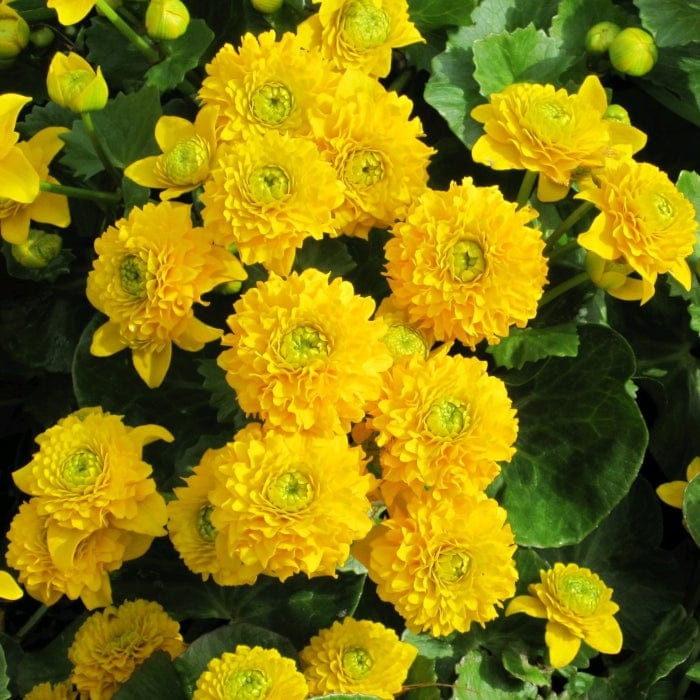 Swamp Marsh Marigold | Caltha palustris 'Plena' Pond Plants
