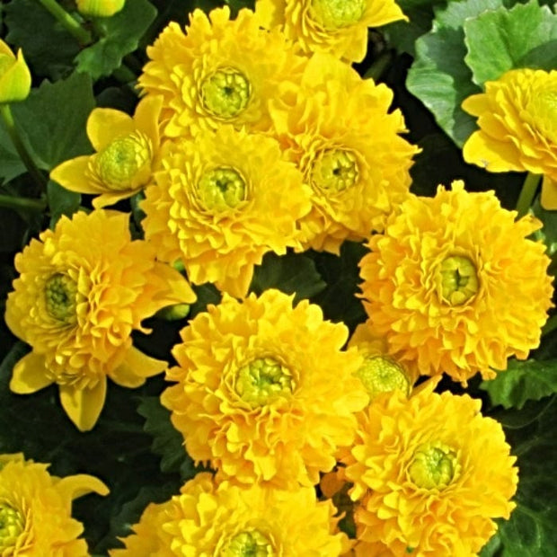 Swamp Marsh Marigold | Caltha palustris 'Plena' Pond Plants