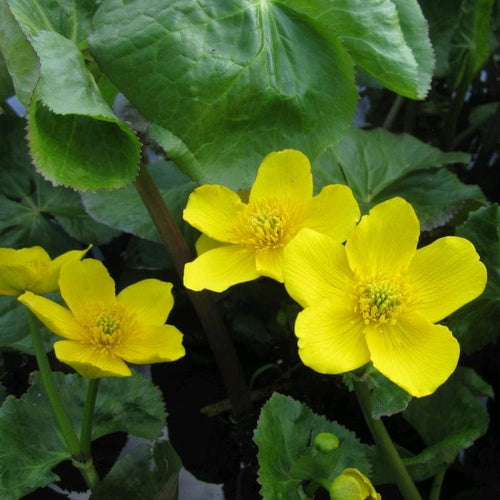 Giant Marsh Marigold | Caltha Palustris Polypetala Pond Plants