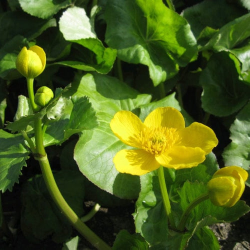Giant Marsh Marigold | Caltha Palustris Polypetala Pond Plants
