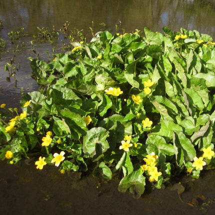 Giant Marsh Marigold | Caltha Palustris Polypetala Pond Plants