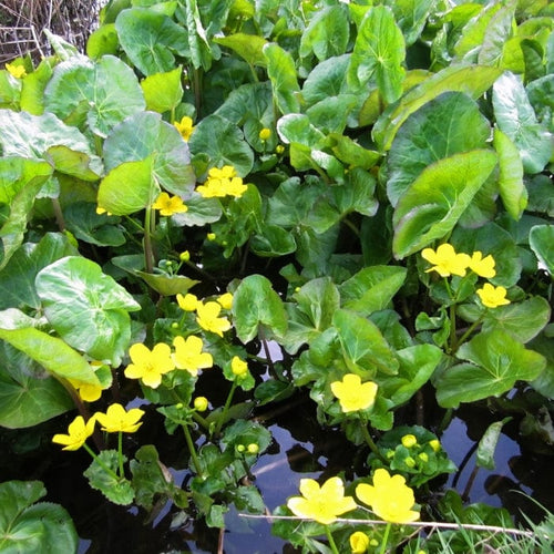 Giant Marsh Marigold | Caltha Palustris Polypetala Pond Plants