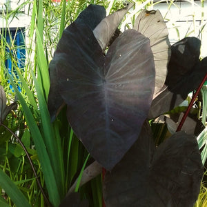 Colocasia Rubra Black Magic | Elephant Ear Plant Pond Plants