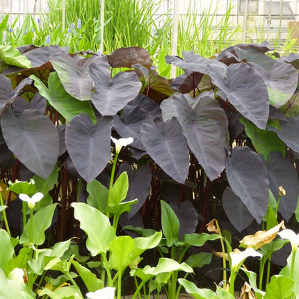 Colocasia Rubra Black Magic | Elephant Ear Plant Pond Plants