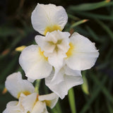 Iris sibirica 'Snow Queen' Pond Plants