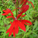 Lobelia cardinalis | Cardinal Flower Pond Plants