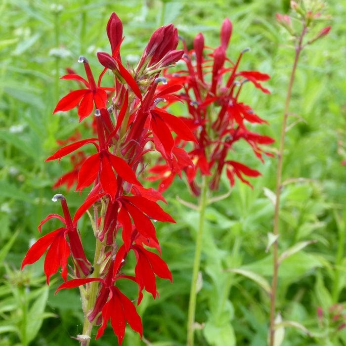 Lobelia cardinalis | Cardinal Flower Pond Plants