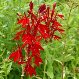 Lobelia cardinalis | Cardinal Flower Pond Plants