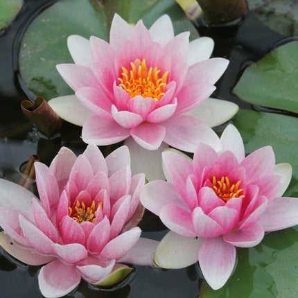 Water Lily | Nymphaea Mrs Richmond Pond Plants
