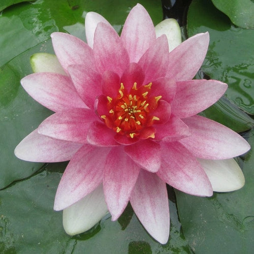Water Lily | Nymphaea Mrs Richmond Pond Plants