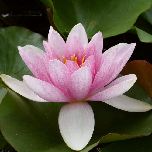 Water Lily | Nymphaea Mrs Richmond Pond Plants