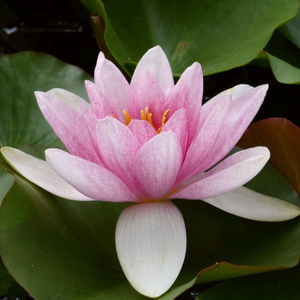 Water Lily | Nymphaea Mrs Richmond Pond Plants