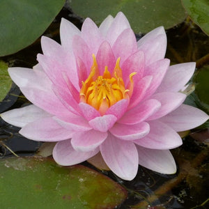 Water Lily | Nymphaea Mrs Richmond Pond Plants