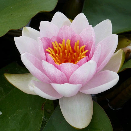 Water Lily | Nymphaea Mrs Richmond Pond Plants