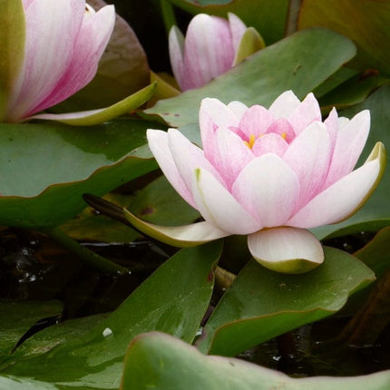 Water Lily | Nymphaea Mrs Richmond Pond Plants