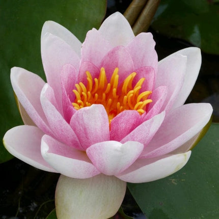Water Lily | Nymphaea Mrs Richmond Pond Plants