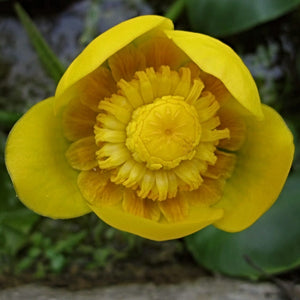 Yellow Water Lily | Nuphar lutea Pond Plants