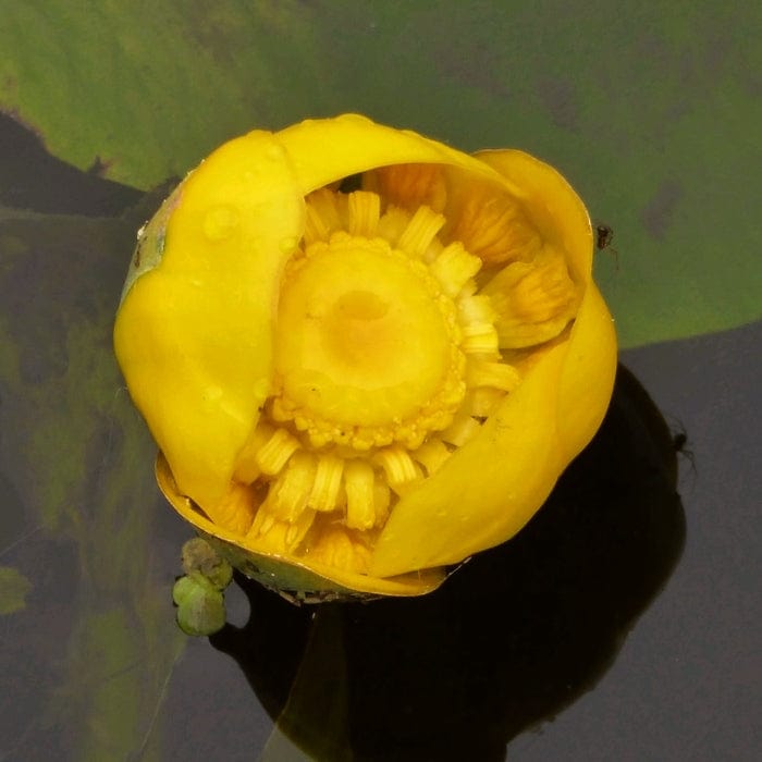 Yellow Water Lily | Nuphar lutea Pond Plants