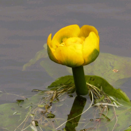 Yellow Water Lily | Nuphar lutea Pond Plants