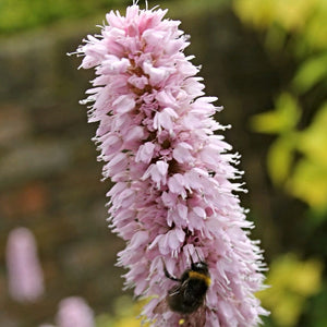 Dragonwort | Persicaria bistorta Pond Plants