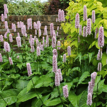 Dragonwort | Persicaria bistorta Pond Plants