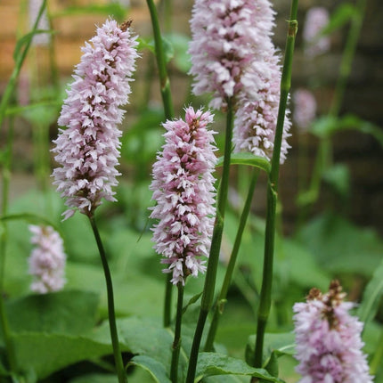 Dragonwort | Persicaria bistorta Pond Plants